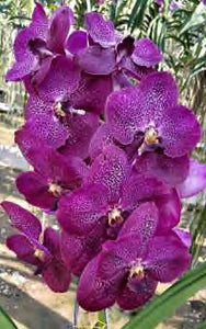 Vanda Dr. Anek '32 Flower' X (Gordon Dillon-Ponpimol) (3" b)