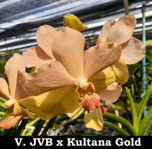 Vanda JVB x Kultana Gold (BR)