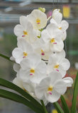 Vanda Nopporn White Diamond 'Pink Lip', Meristem