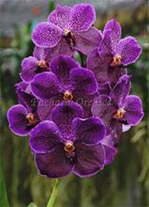 Vanda Pure's Wax Blue Sapphire (3"b)