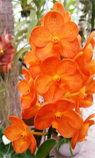 Vanda Viboon Sunset (4