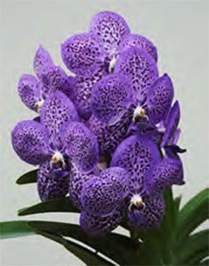 Vanda Viboon x Gordon Dillon (3