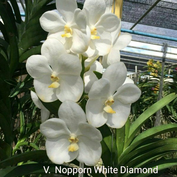 Vanda Nopporn White Diamond  'White Lip' (3