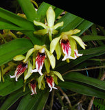 Vanda cristata seedlings(3"b)