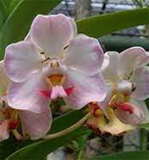 Vanda foetida (3