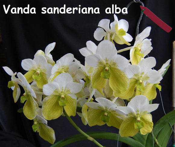 Vanda sanderiana Alba x sib (3