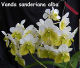 Vanda sanderiana Alba x sib (Extra large plant in spike)