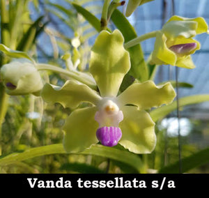 Vanda tessellata semi-alba (3"b)