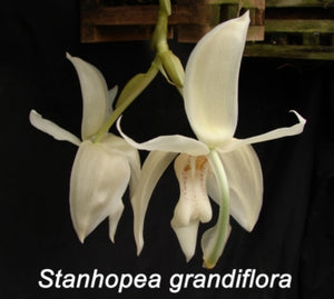 Stanhopea grandiflora (4" basket)