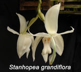 Stanhopea grandiflora (4" basket)