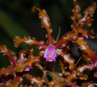 Schomburgkia wallisii