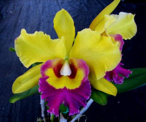 Blc. Young Kong Sun '#16' <br> Meristem (6" pot)