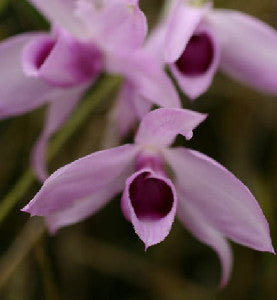 Dendrobium anosmum (superbum)<br>(m)