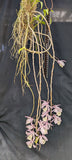 Dendrobium aphyllum (m)