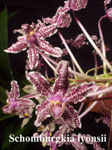 Sch. lyonsii (bare root)