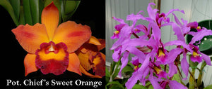 Pot. Chief Sweet 'Orange' x <br> L. superbiens 'Santa Barbara' (4"p)