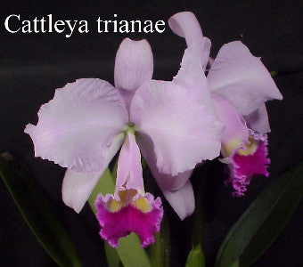 Cattleya trianaei color division (BR)