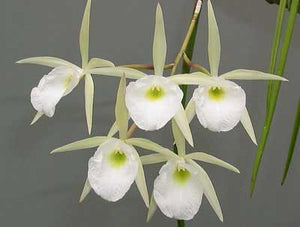 Brassavola perrinii 'Exotic Orchids' x sib (2"p)