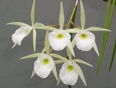 Brassavola perrinii 'Exotic Orchids' x sib (2