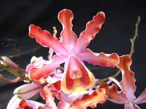 Mcp. grandiflora (tibicinis) (Mexico) (mounted)