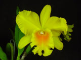 Pot. Hwa Yuan Gold 'YK#2' <br> Meristem (5" pot)