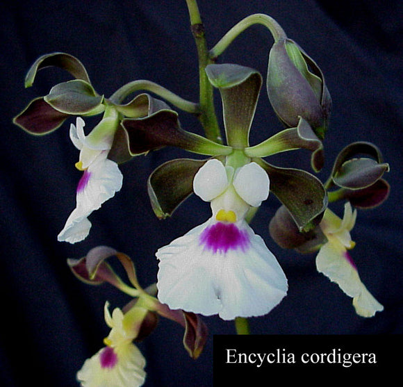 Enc. cordigera rosea x Enc. cordigera randii (2