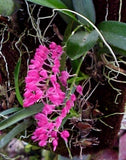 Rodriguezia lanceolata (mounted)