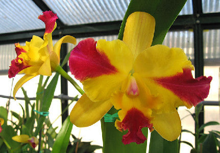 Lc. Butterfly Wings 'Orchid Library'<br>Meristem (5