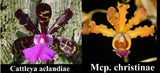 Myrmecocat. Playa Machurucuto <br> (C. aclandiae x <br> Mcp. christinae (4"p)