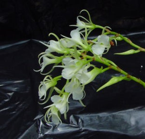 Oeoniella polystachys (4" basket)