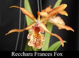 Recc. Frances Fox 'Sun Spot' (4" pot)