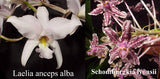 Schomburgkia lyonsii x<br> Laelia anceps alba (5"p)