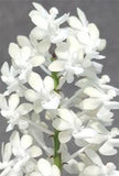 Seidenfandenia mitrata alba (Mounted)